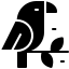 papagáj